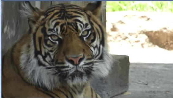 Tiger Crossroads Nashville Zoo